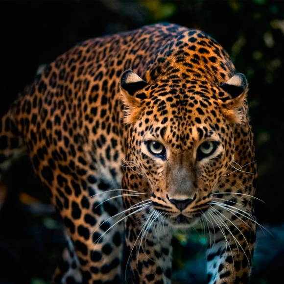 Leopard print Bootie 🎉HOST PICK🎉 - Picture 6 of 8